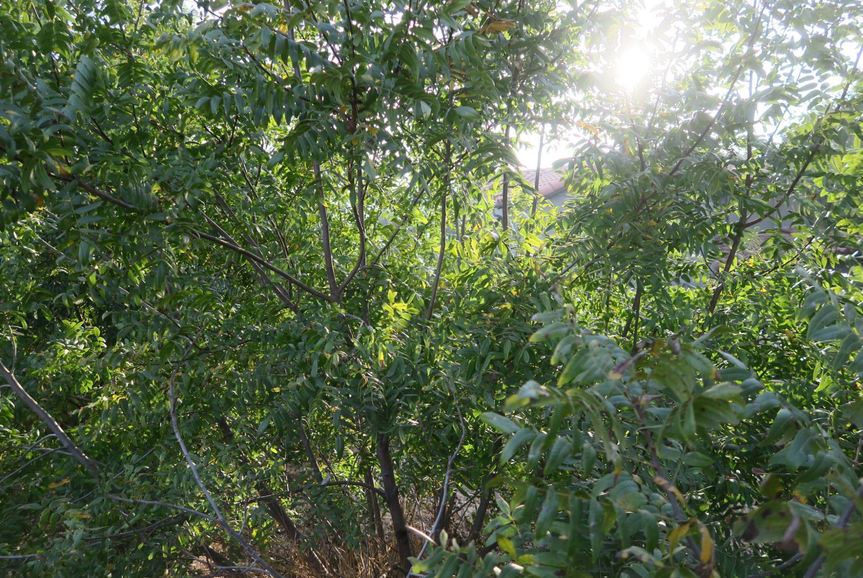 Black Walnut Trees Elysian Park